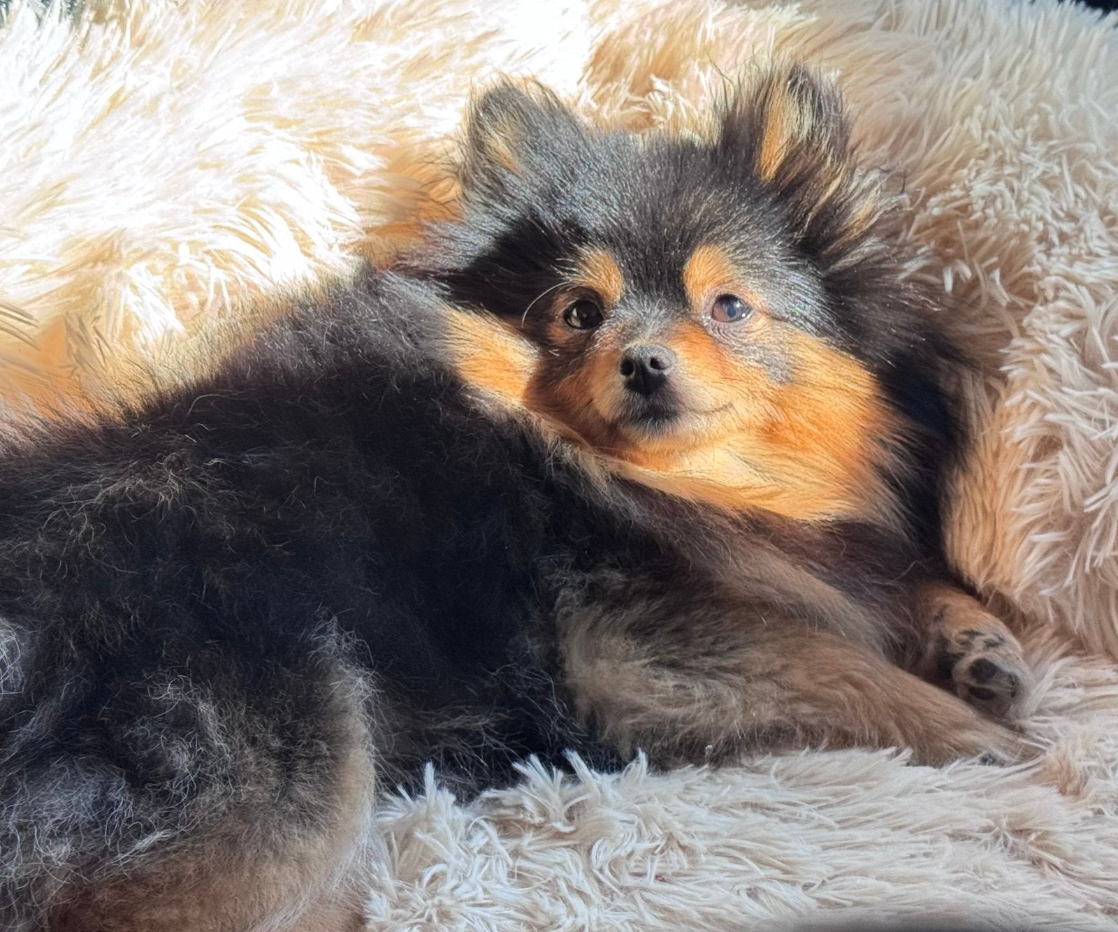Ontzettend knap en lief Pomeranian teefje, Dieren en Toebehoren, Honden | Poolhonden, Keeshonden en Oertypen, Keeshond, 1 tot 2 jaar