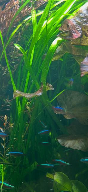 Vallisneria, Ophalen, Nieuw, Plant(en), Steen of Hout