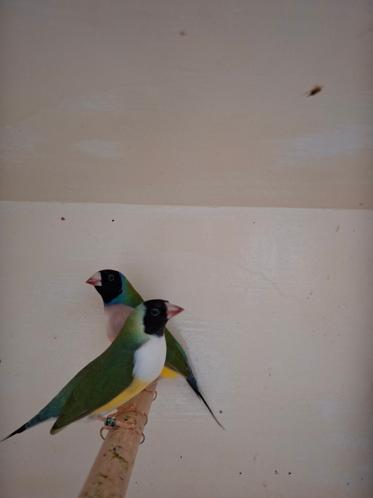 Koppel Gouldamadines, Dieren en Toebehoren, Meerdere dieren, Tropenvogel, Geringd