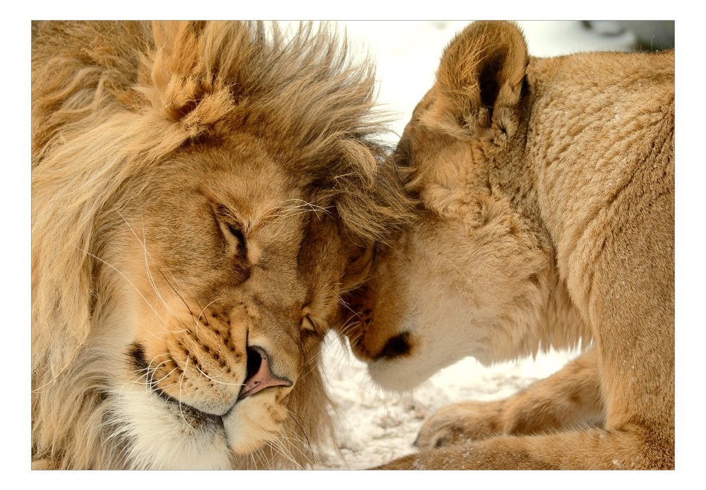 Leeuwen vlies fotobehang Tenderness 250x175cm IN VOORRAAD, Verzenden, Minder dan 10 m², Roofdieren, Leeuw