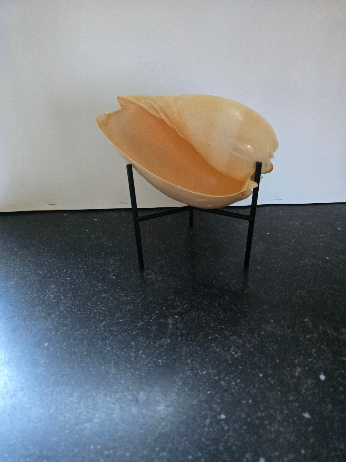 standaard met mooie Melo schelp, Ophalen of Verzenden, Schelp(en)