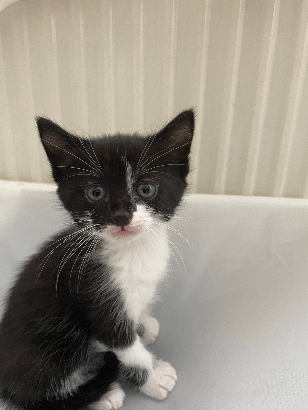 Nestje van 4 Tuxedo kittens geboren 5 mei., Meerdere dieren, 0 tot 2 jaar