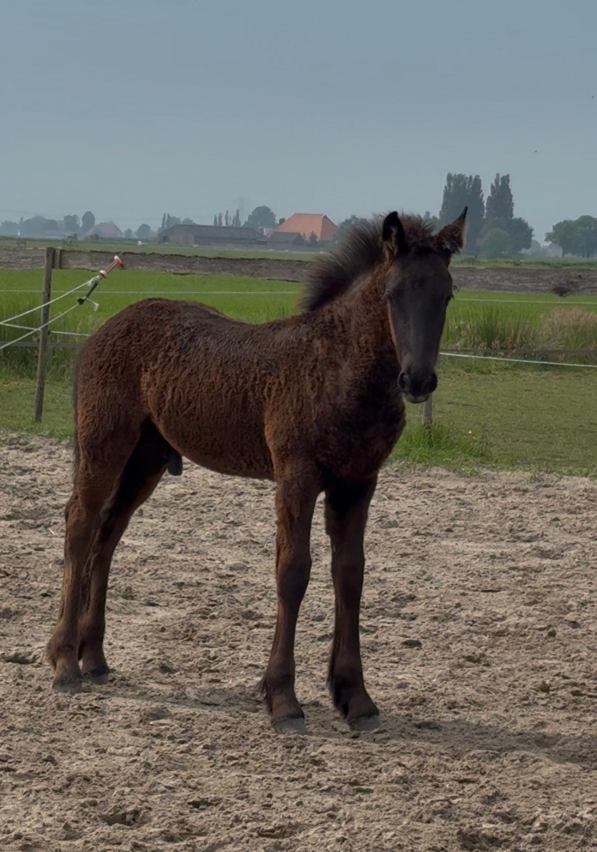 Prachtig hengstveulen, Dieren en Toebehoren, Paarden, Met stamboom, Niet van toepassing, Dressuurpaard, 0 tot 2 jaar