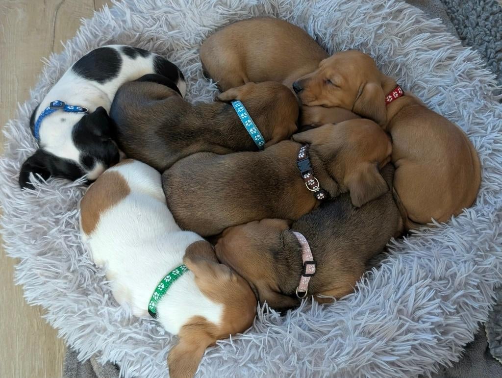 Teckel puppy's met stamboom, Dieren en Toebehoren, Honden | Teckels en Dashonden, Parvo, Reu, 8 tot 15 weken, Korthaar