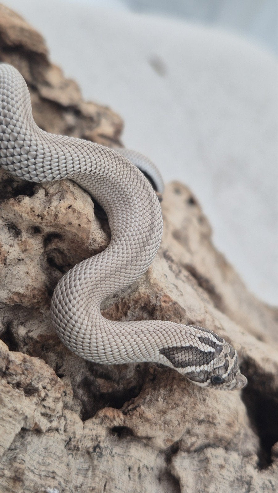 Haakneusslang uit 2026 het snow Hognose Snake photo 3