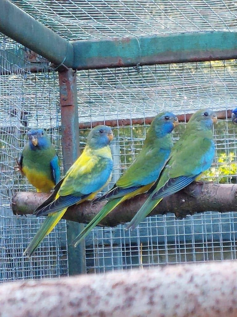 Splendids Opaline Poppen En Wildkleur Split Voor Opaline, Dieren en Toebehoren, Vogels | Parkieten en Papegaaien, Vrouwelijk, Dwergpapegaai of Agapornis