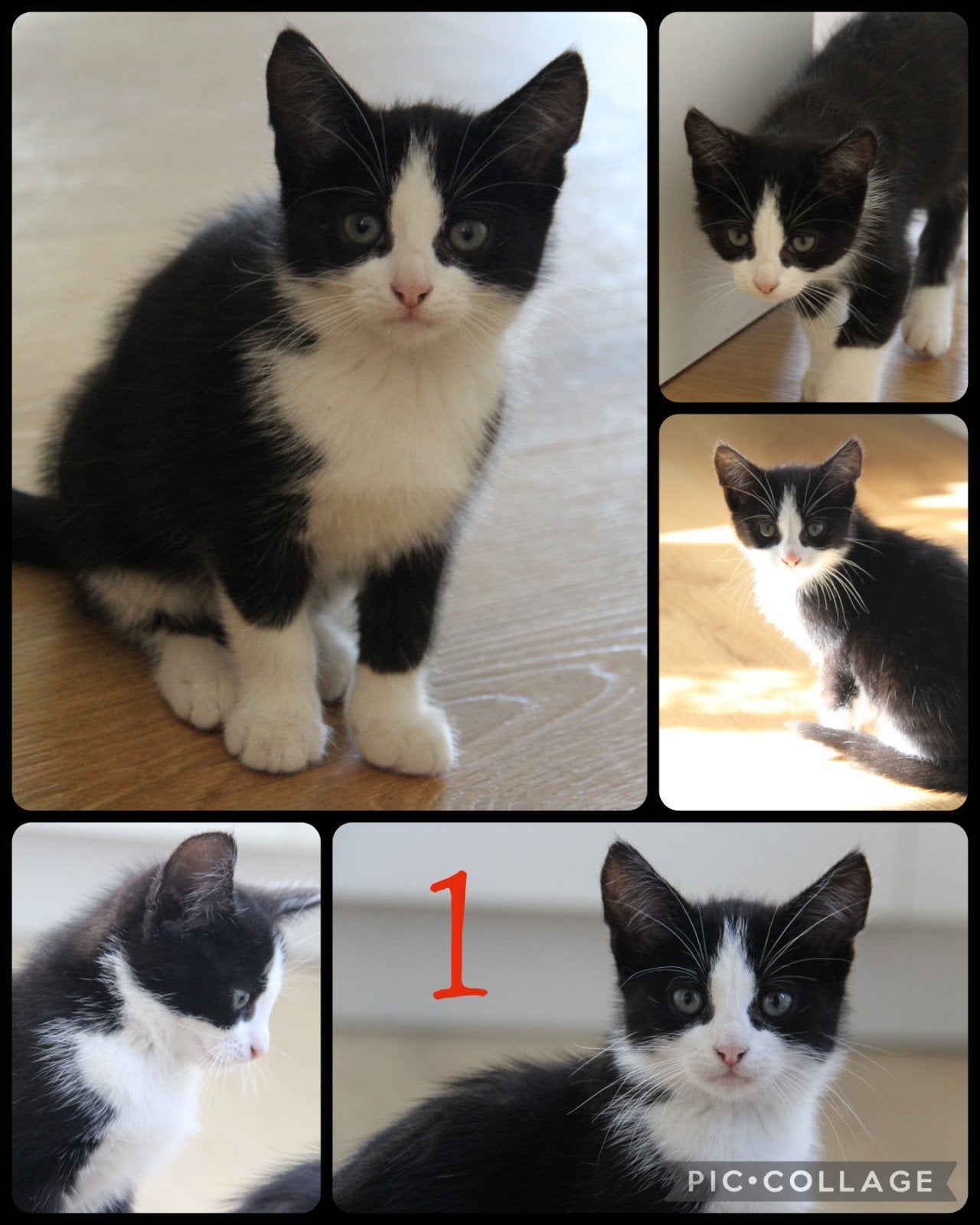 Schattige kittens!, Meerdere dieren, Kortharig, 0 tot 2 jaar
