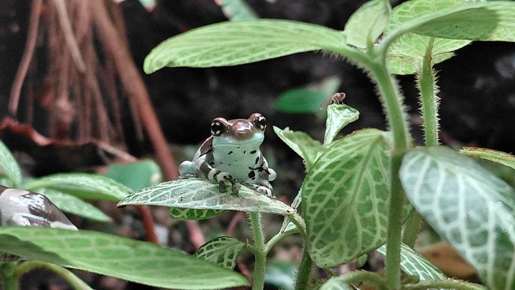 Trachycephalus resinifictrix (Melkkikker) Frog - unknown for sale from Aquadeco