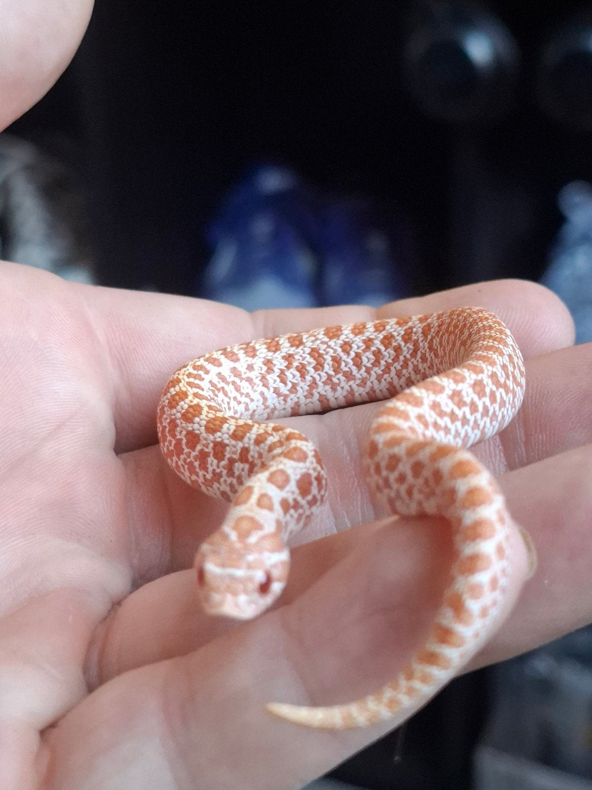 albino artic haakneus Hognose Snake - unknown for sale from Thomas