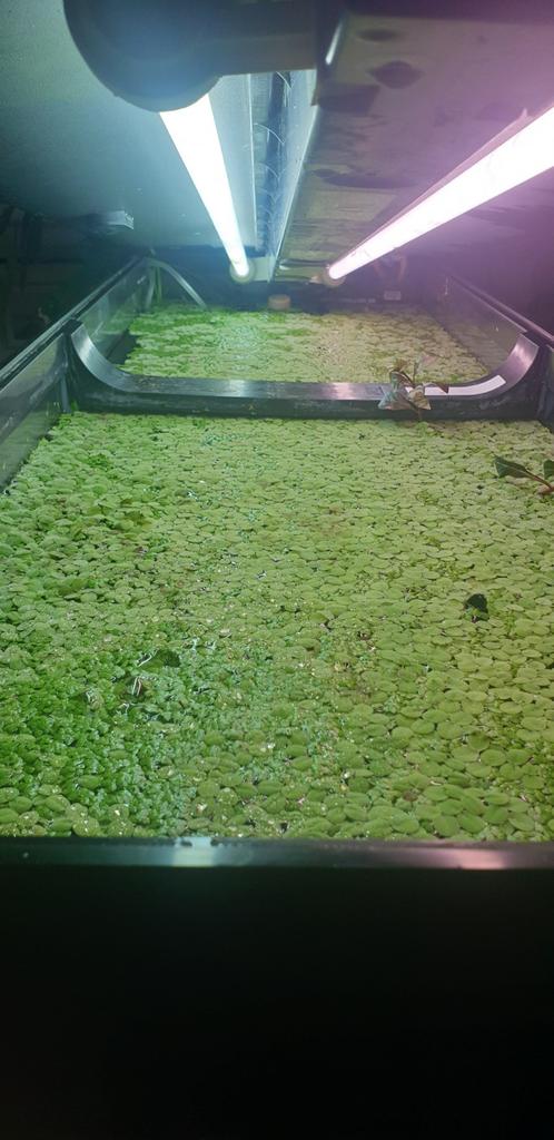 Drijfplantjes voor aquarium, Tuin en Terras, Ophalen, Minder dan 10 m²