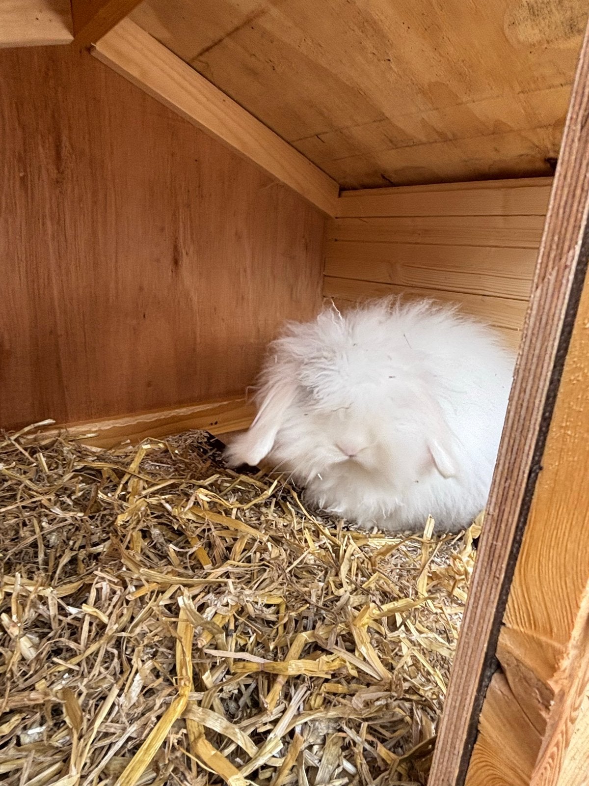 2 leuke teddy widder konijnen. 5/6 maanden oud, Dieren en Toebehoren, Meerdere dieren, Middelgroot, Hangoor, 0 tot 2 jaar