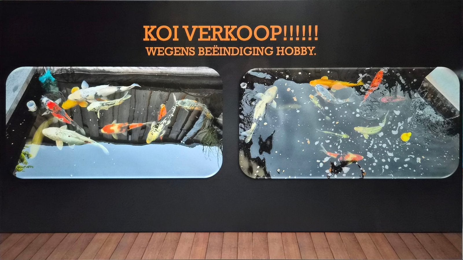 Diverse koi’s te koop, Karper of Koi