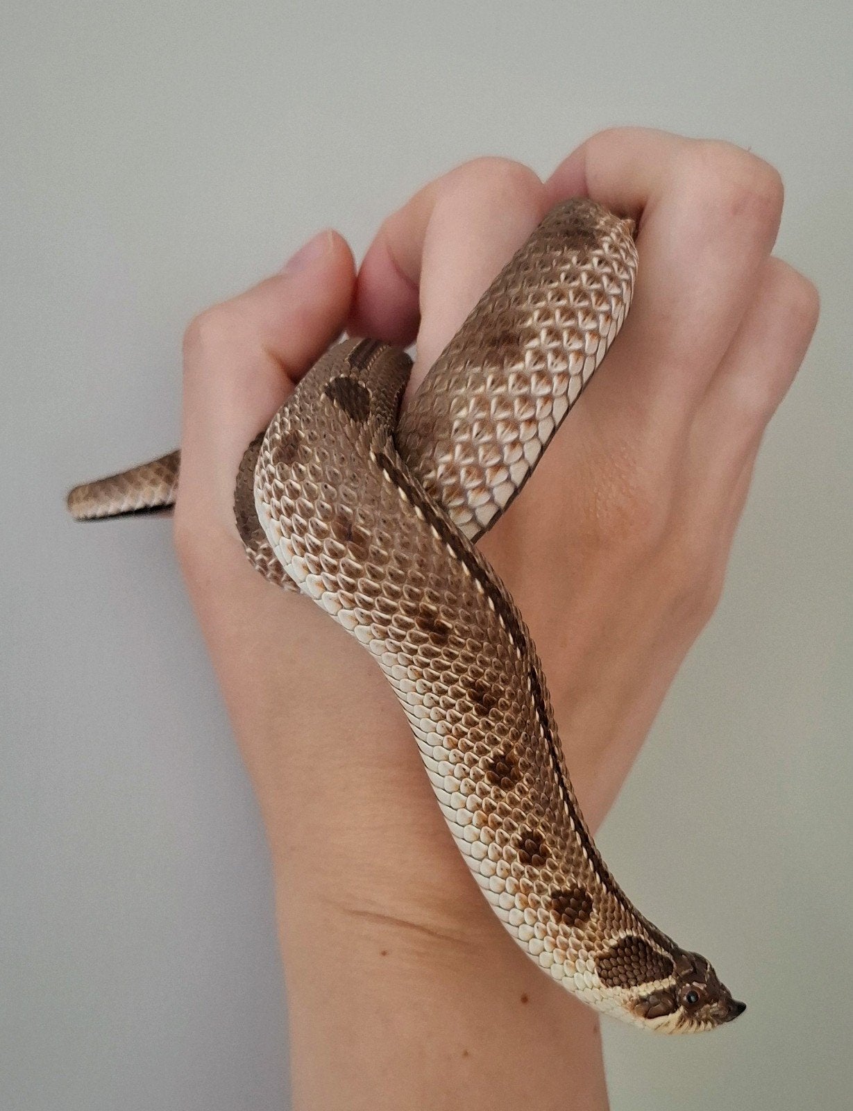 1.1 heterodon nasicus (red conda het axanthic 66% het albino, Dieren en Toebehoren, Slang, 0 tot 2 jaar