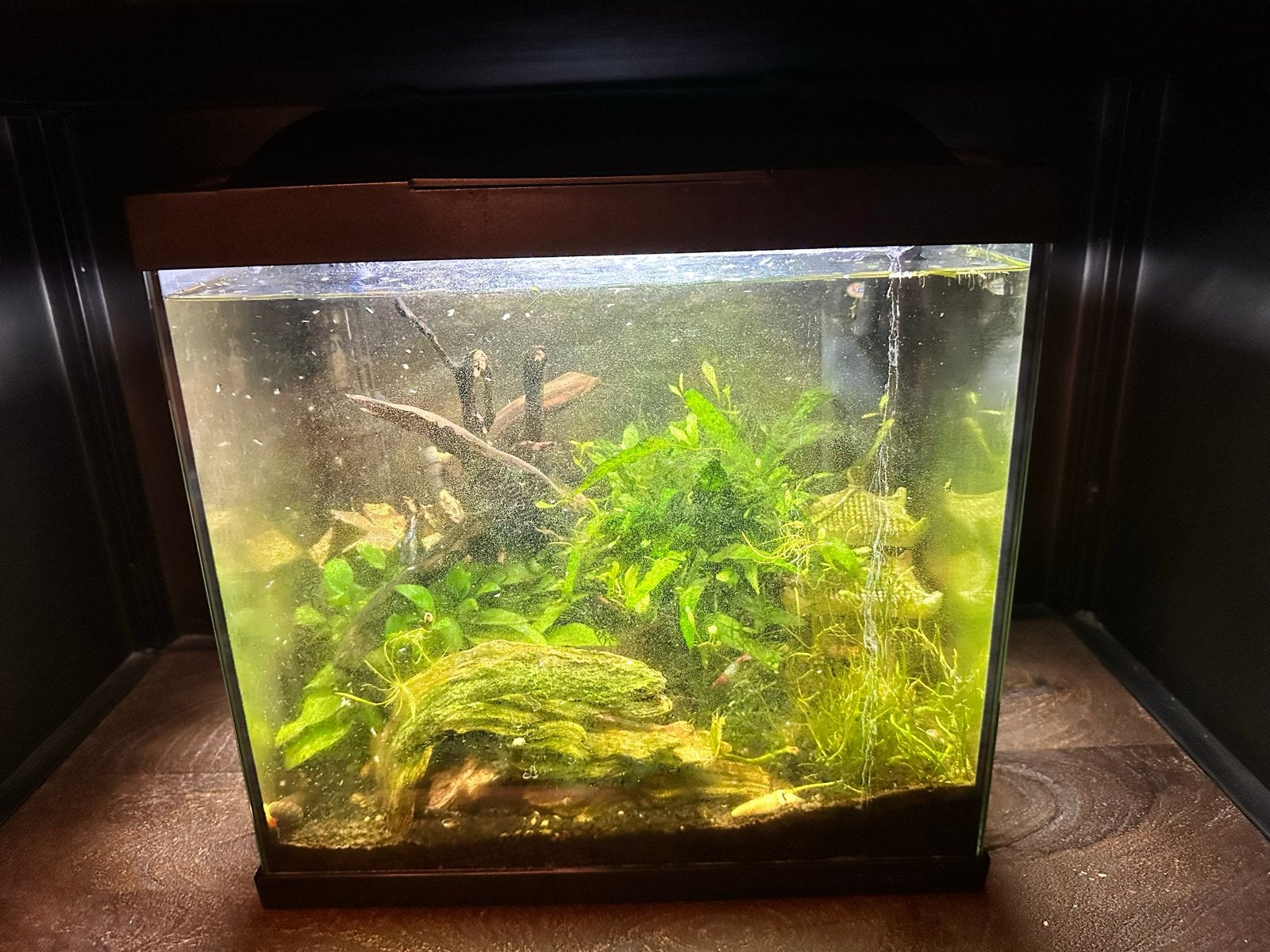 Te koop: SuperFish aquarium Start 30 Tropical Kit zwart 25 L, Ophalen, Superfish, Inclusief vissen, Gevuld zoetwateraquarium