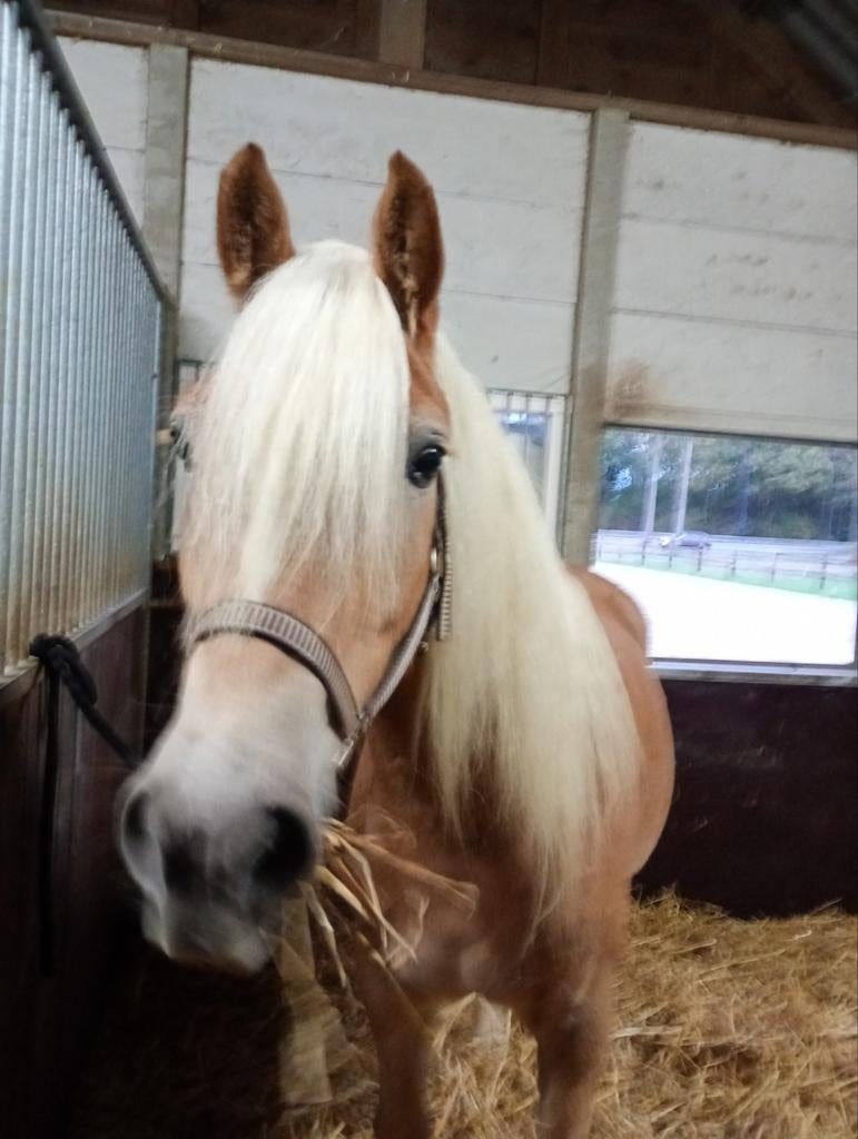 Verzorg(st)er/bijrijd(st)er gezocht omgeving 's-Gravendeel, Dieren en Toebehoren, Paarden en Pony's | Overige Paardenspullen, Ophalen