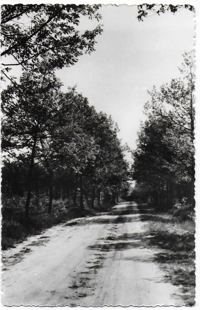 Pa1470 oude ansichtkaart vessem bospad ( gelopen ), Ophalen of Verzenden, 1980 tot heden, Gelopen