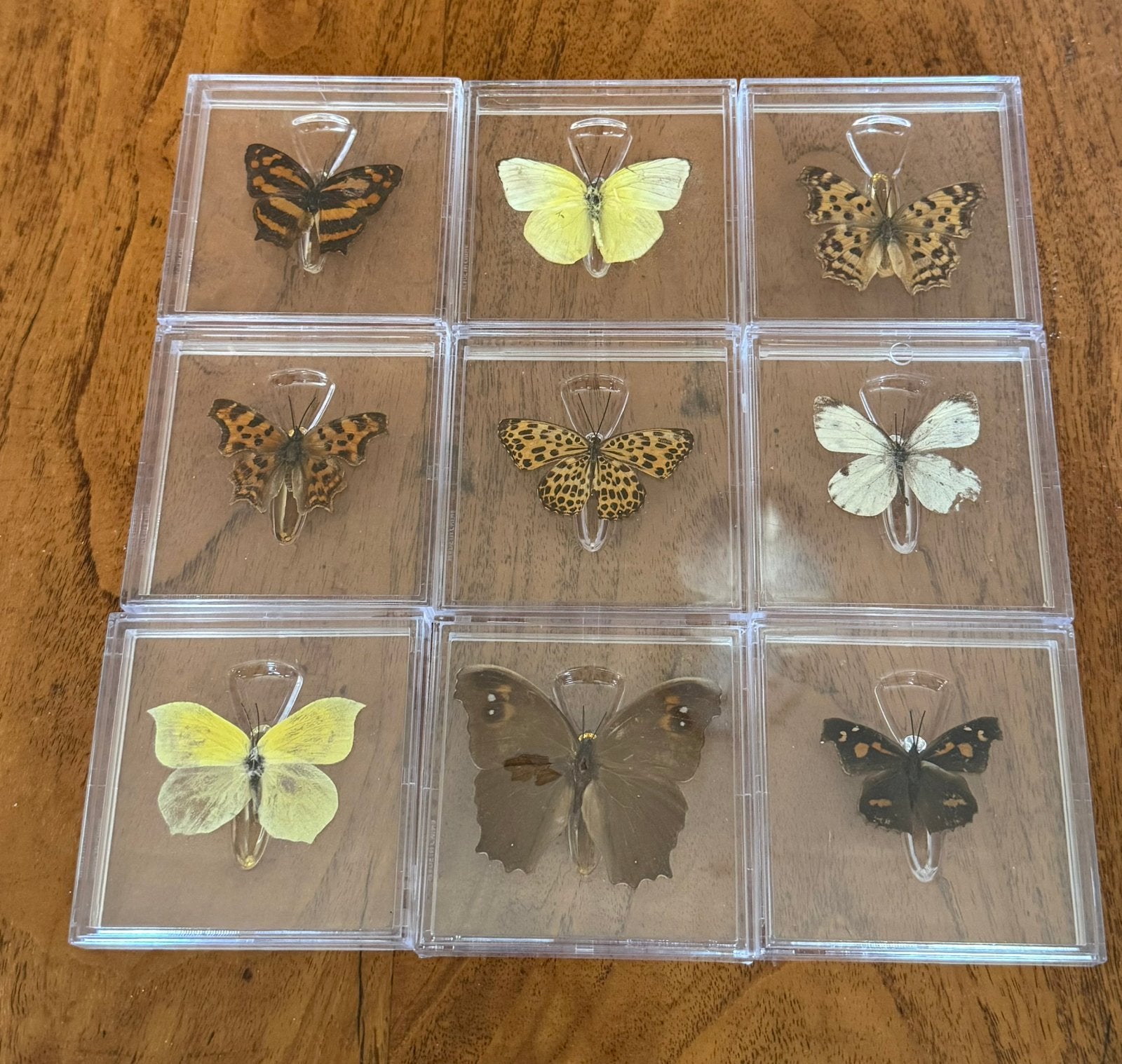Partij Opgezette Vlinders, Ophalen of Verzenden, Nieuw, Insect, Opgezet dier