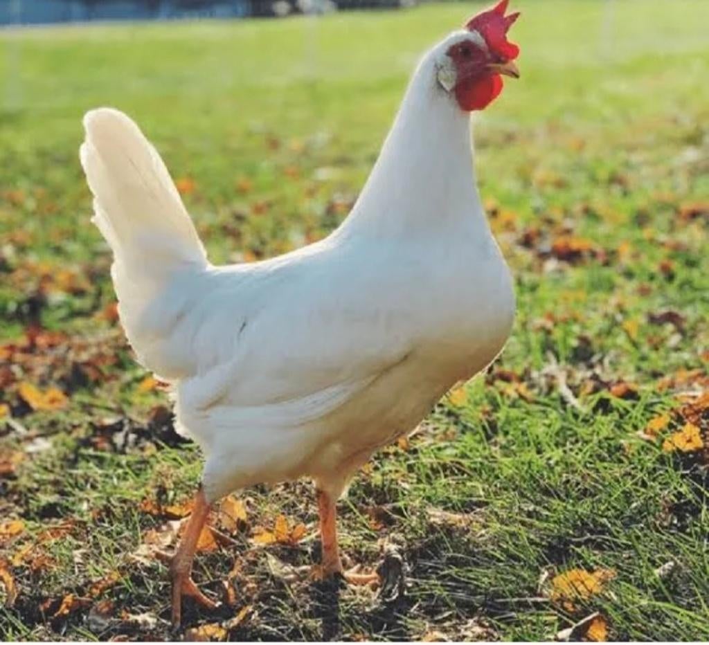 5 leghorn kippen VERKOCHT, Vrouwelijk, Kip