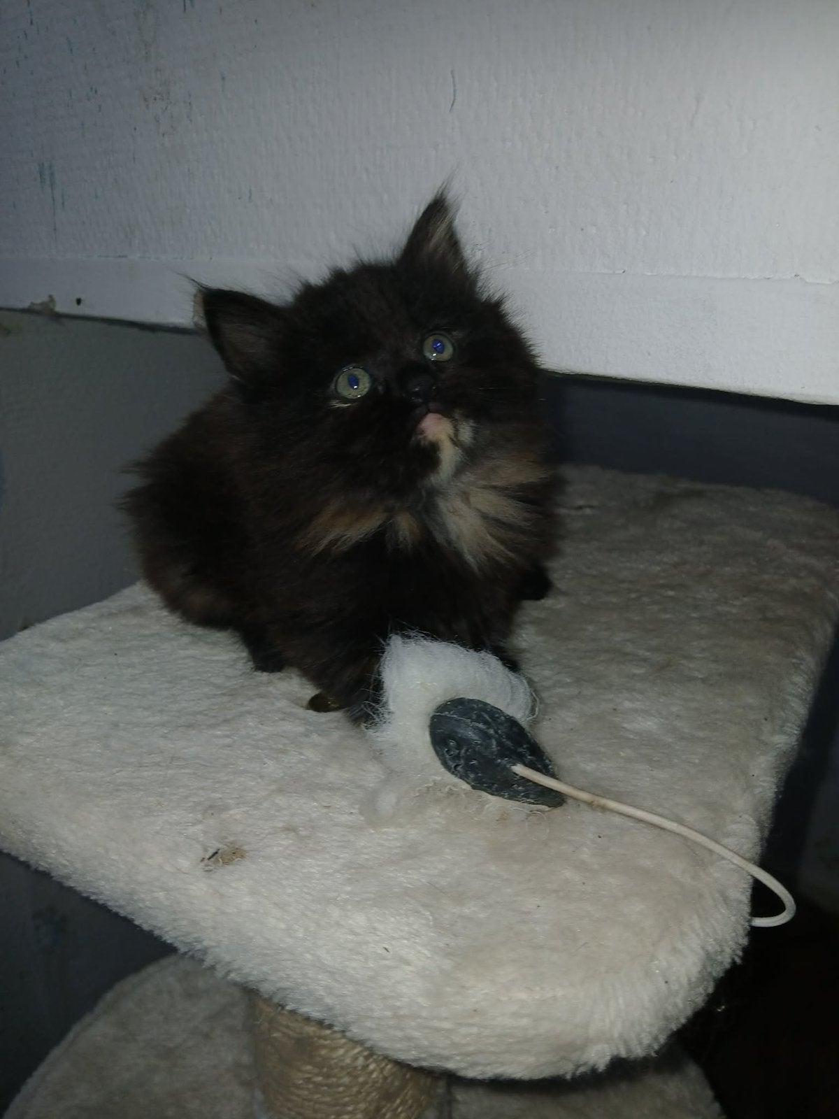 Prachtig nestje noorseboskat/perziche kittens!, Meerdere dieren, Langharig, 0 tot 2 jaar