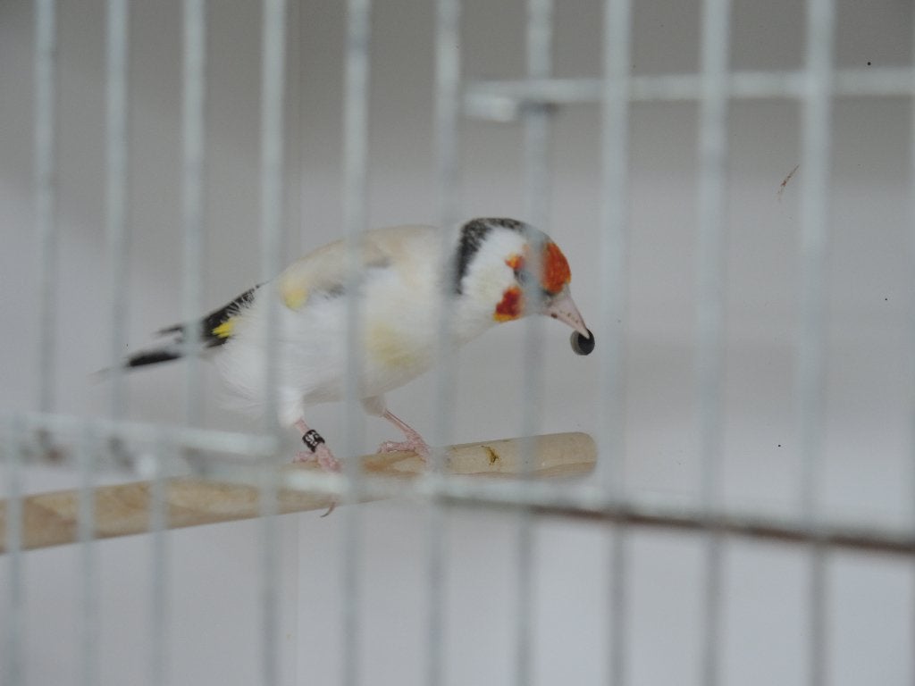 Majoor putters  2022 en 2023 alle poppen, Dieren en Toebehoren, Vrouwelijk, Wildzangvogel, Geringd