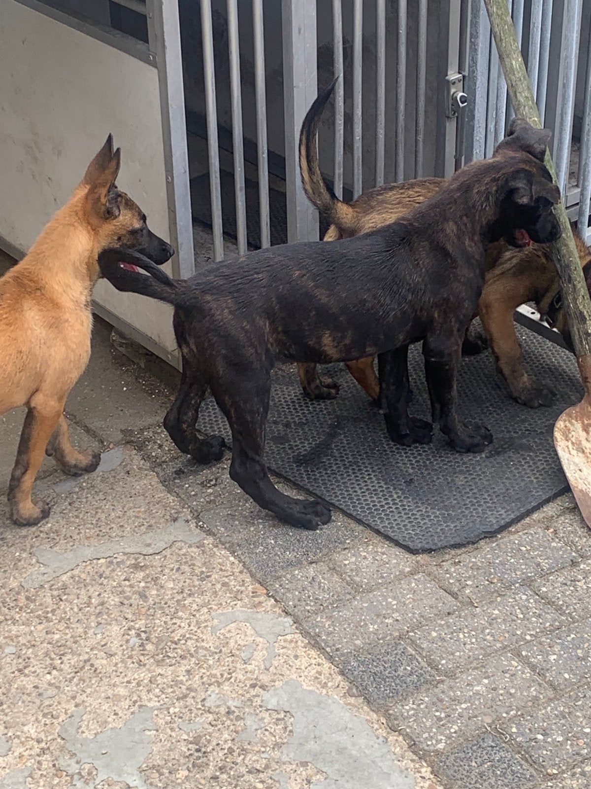 Hollandse herder teef, 15 weken tot 1 jaar, CDV (hondenziekte), Teef, Eén hond