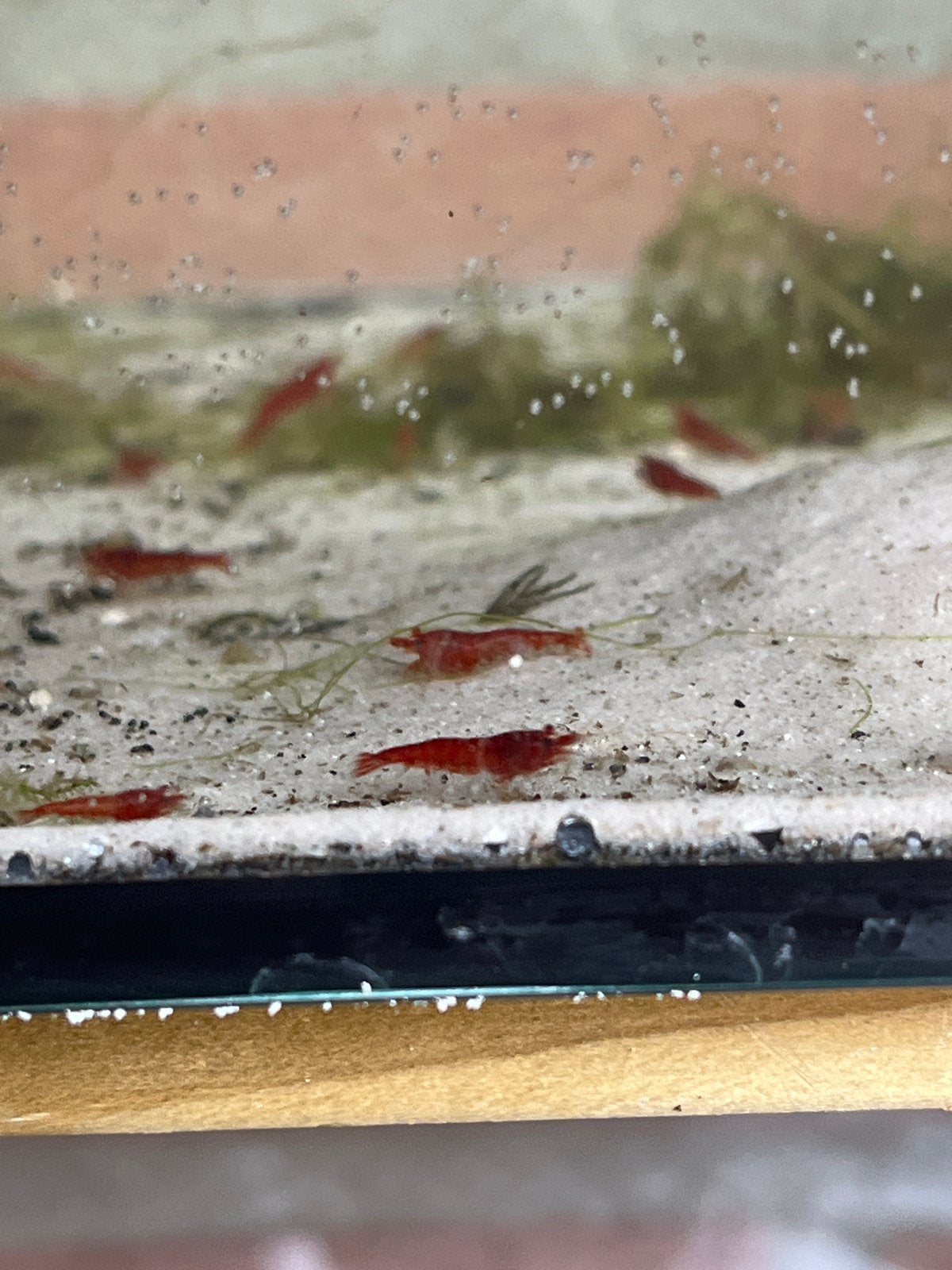 Mooie Rode Cherry Garnalen – Gezond & Actief, Dieren en Toebehoren, Vissen | Aquariumvissen, Kreeft, Krab of Garnaal
