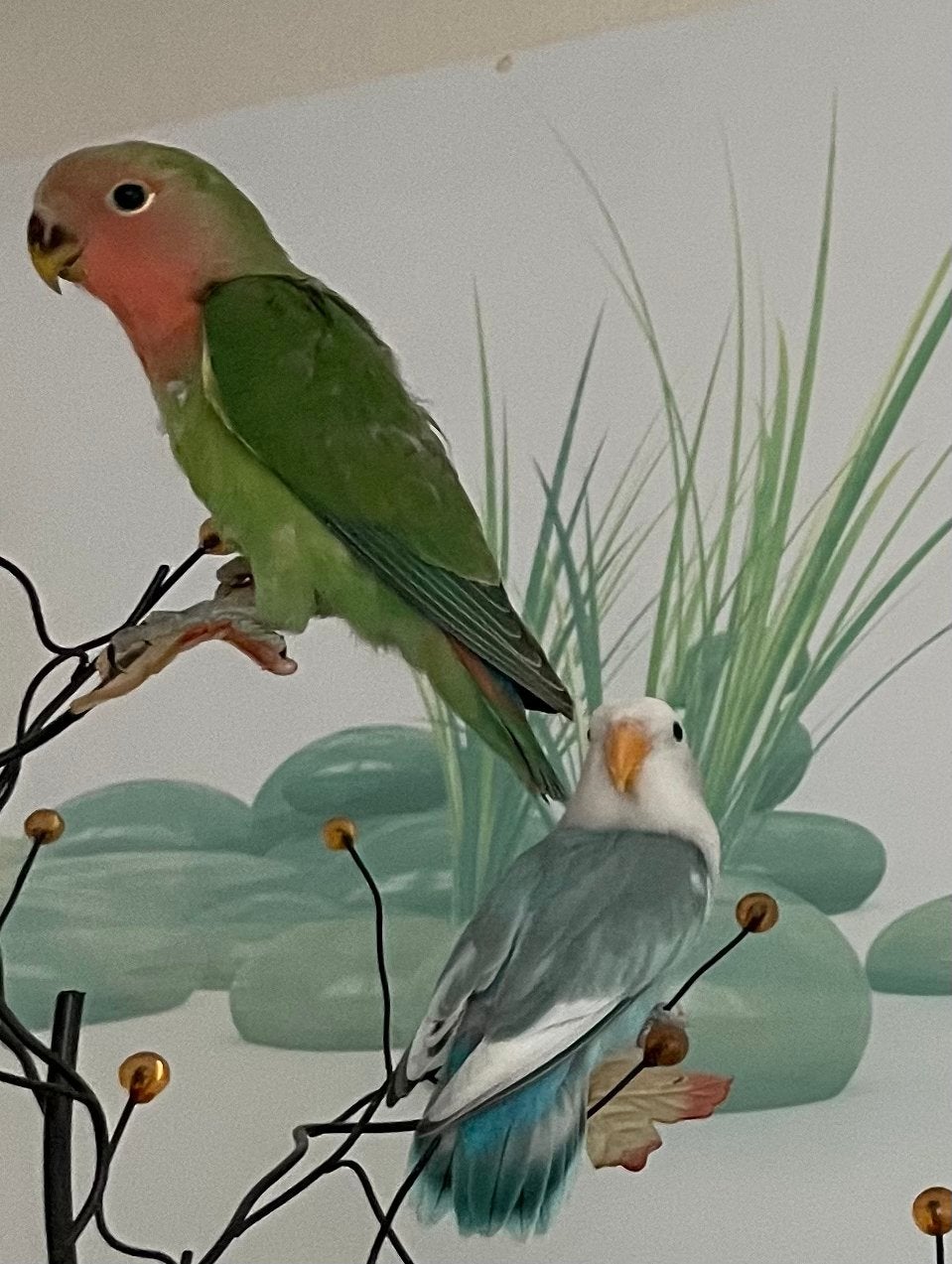 Prachtige Lieve Agapornis Dwergpapegaai Lovebird Handtam, Dieren en Toebehoren, Vogels | Parkieten en Papegaaien, Meerdere dieren
