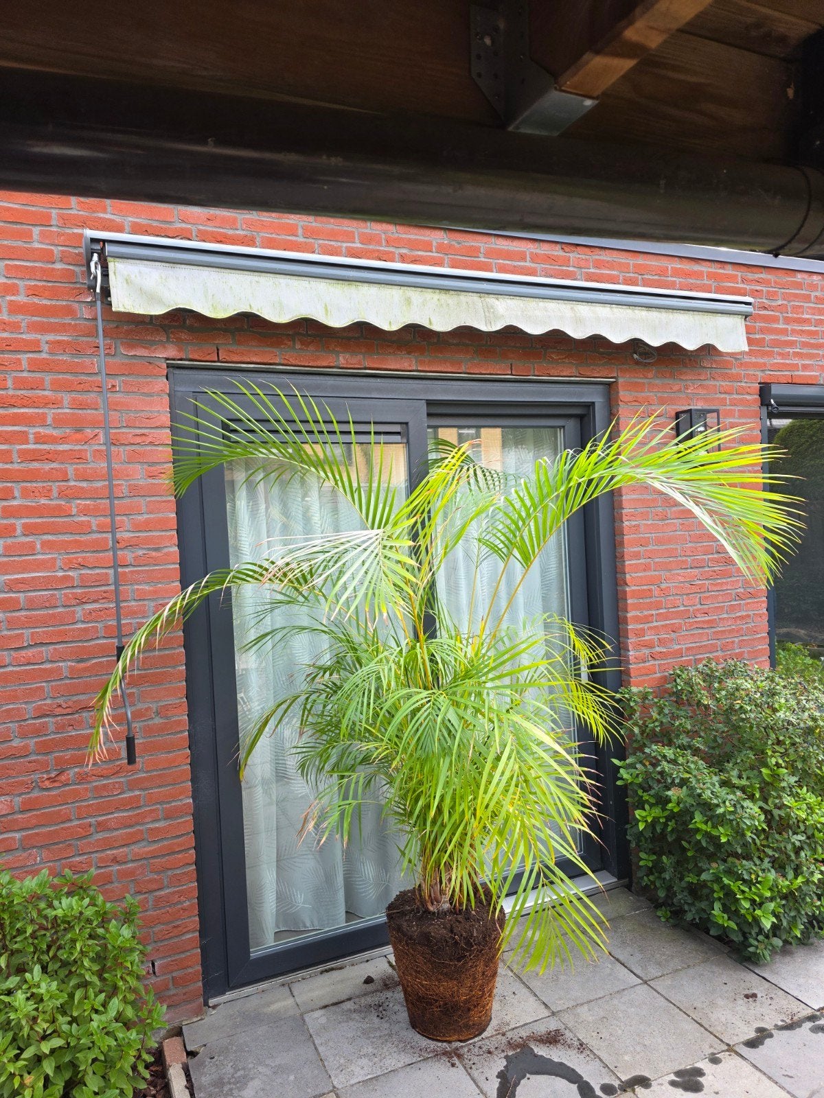 grote areca palm, Huis en Inrichting, Groene kamerplant, Ophalen, Palm, 200 cm of meer