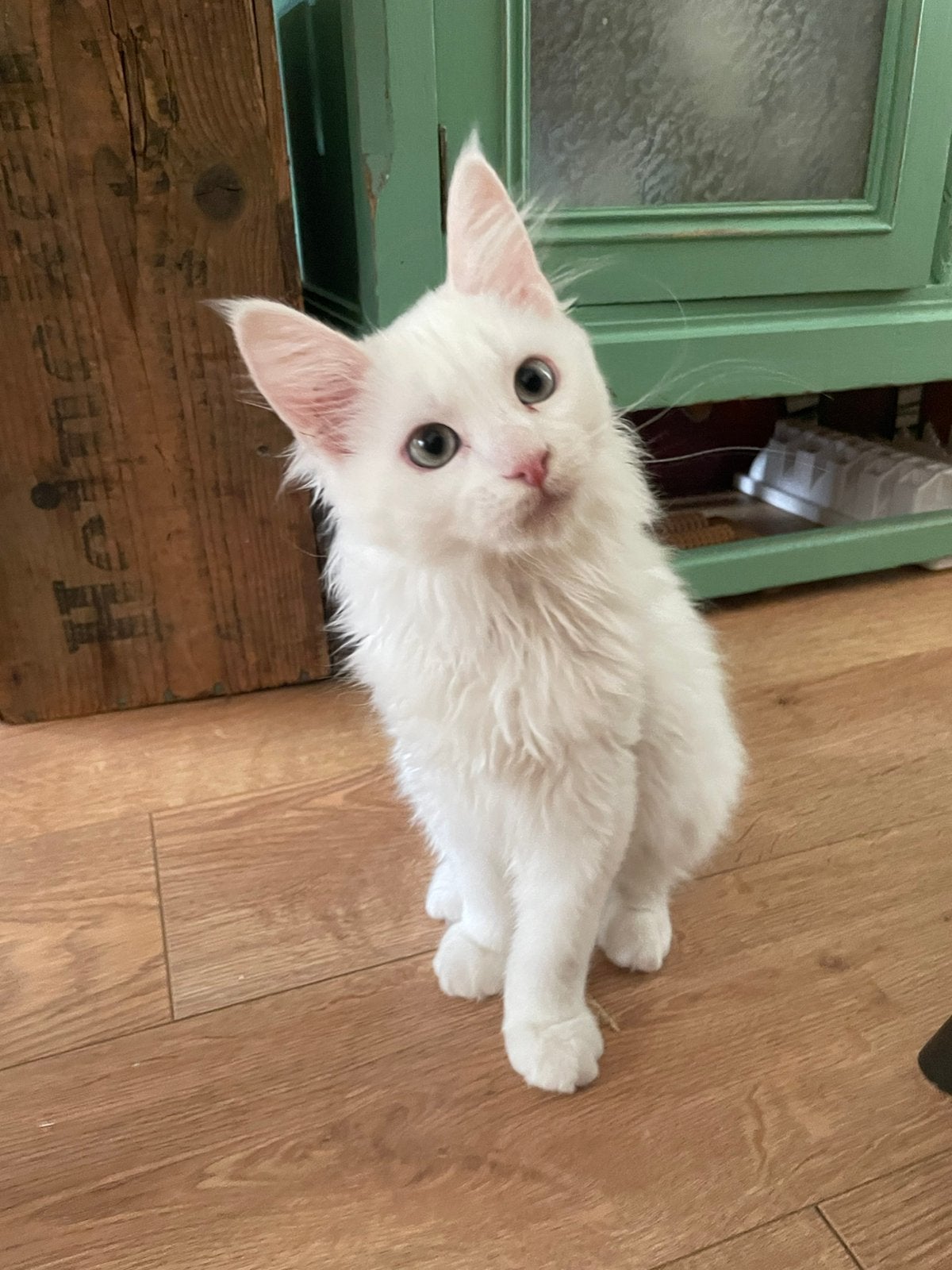 Kittens te koop main coon wit, Meerdere dieren, 0 tot 2 jaar