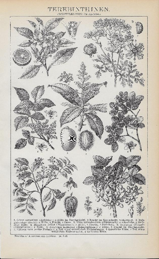 Antieke  prenten gemaakt in 1892, Natuur, Gebruikt, Ophalen of Verzenden, Voor 1940