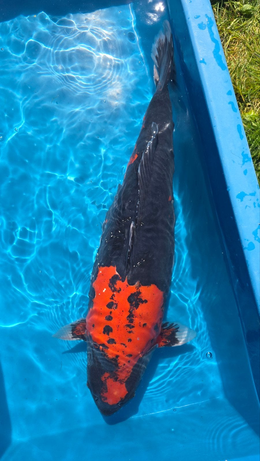 mooie diep rode goshiki, Karper of Koi
