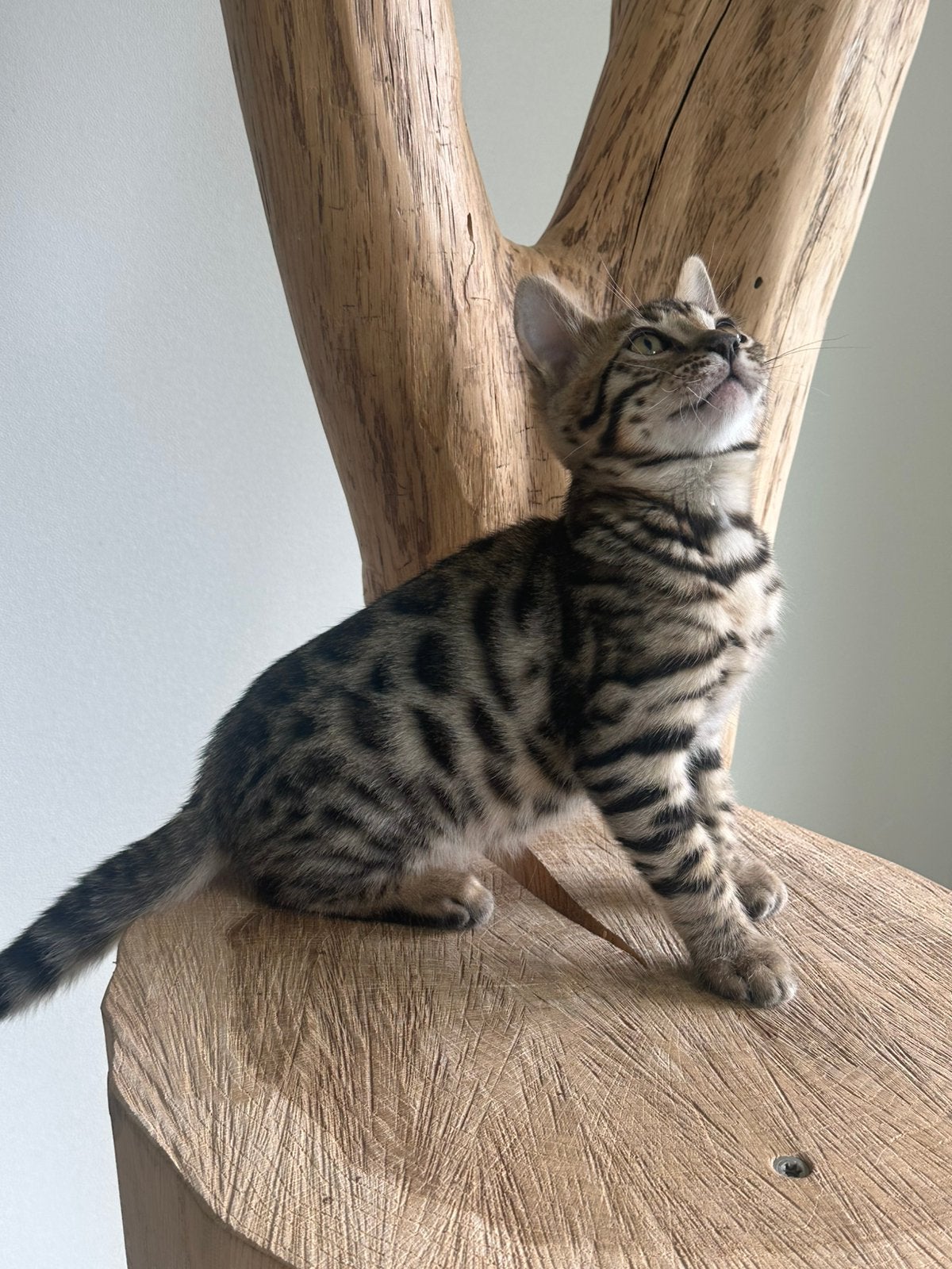 Hele lieve en mooie Bengaal kittens, Meerdere dieren, Gechipt