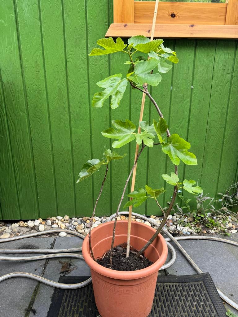 Bruine Turkse Vijg -  Vijgenplant, Tuin en Terras, Planten | Tuinplanten, Volle zon, Vaste plant, Ophalen of Verzenden, Zomer