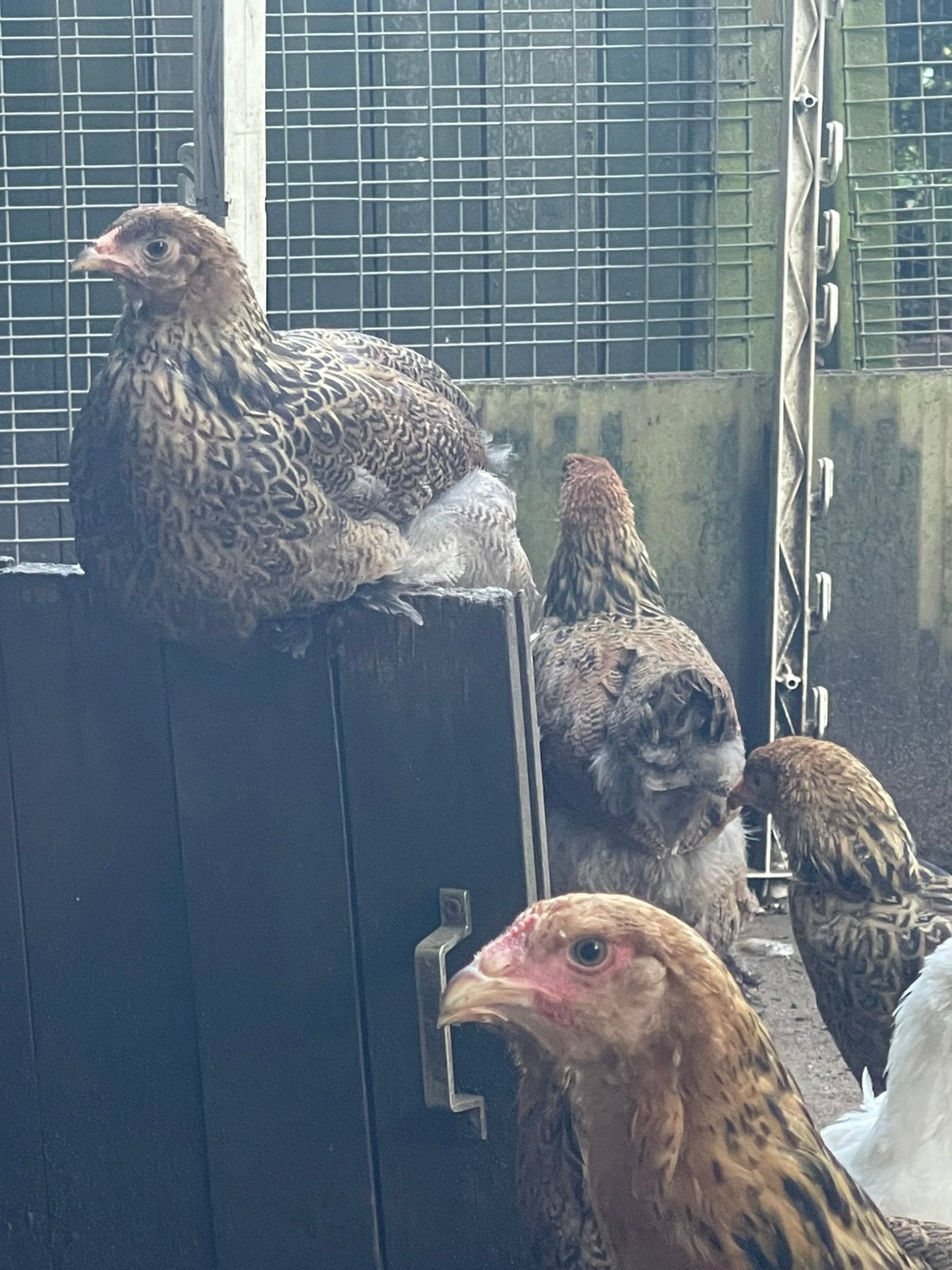 Grote brahma hennen goudpatrijs en zilverpatrijs 2026, Vrouwelijk, Kip