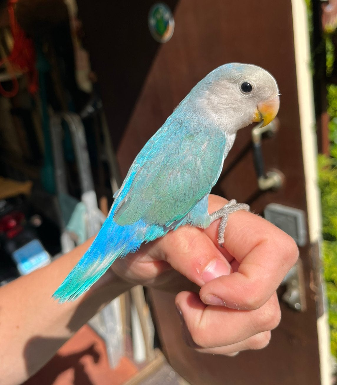 Lieve Tamme Blauwe Agapornis Dwergpapegaai, Dieren en Toebehoren, Geslacht onbekend, Dwergpapegaai of Agapornis, Tam