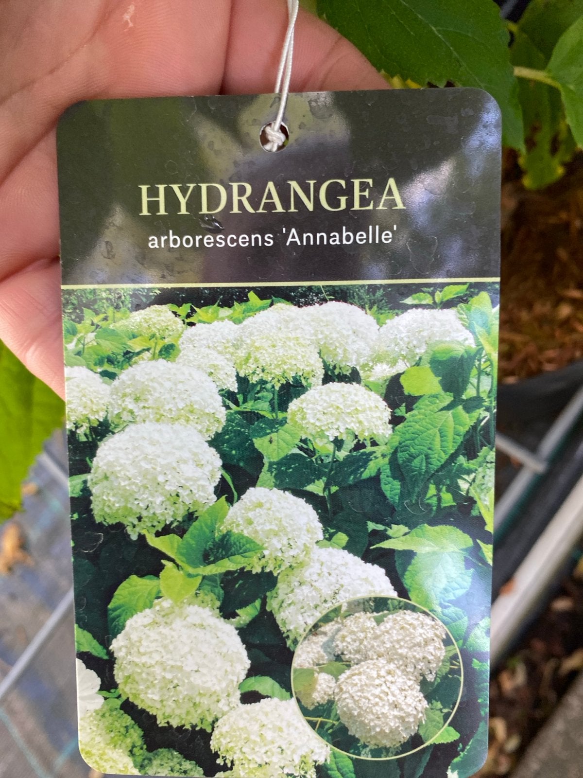 Hortensia Annabelle - Prachtige witte bloemen, Vaste plant, Halfschaduw, Zomer, Ophalen