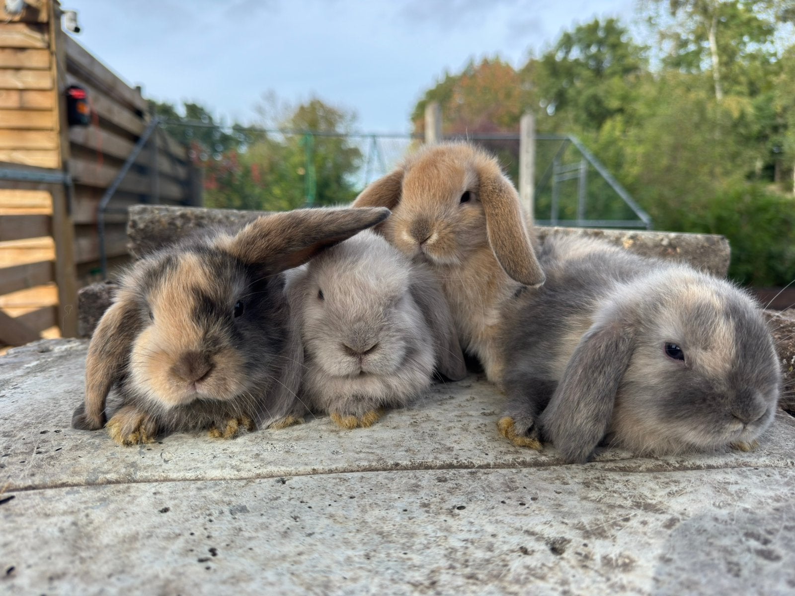 Nederlandse hangoor dwerg x minilop, Dieren en Toebehoren, Vrouwelijk, Dwerg, Hangoor, 0 tot 2 jaar