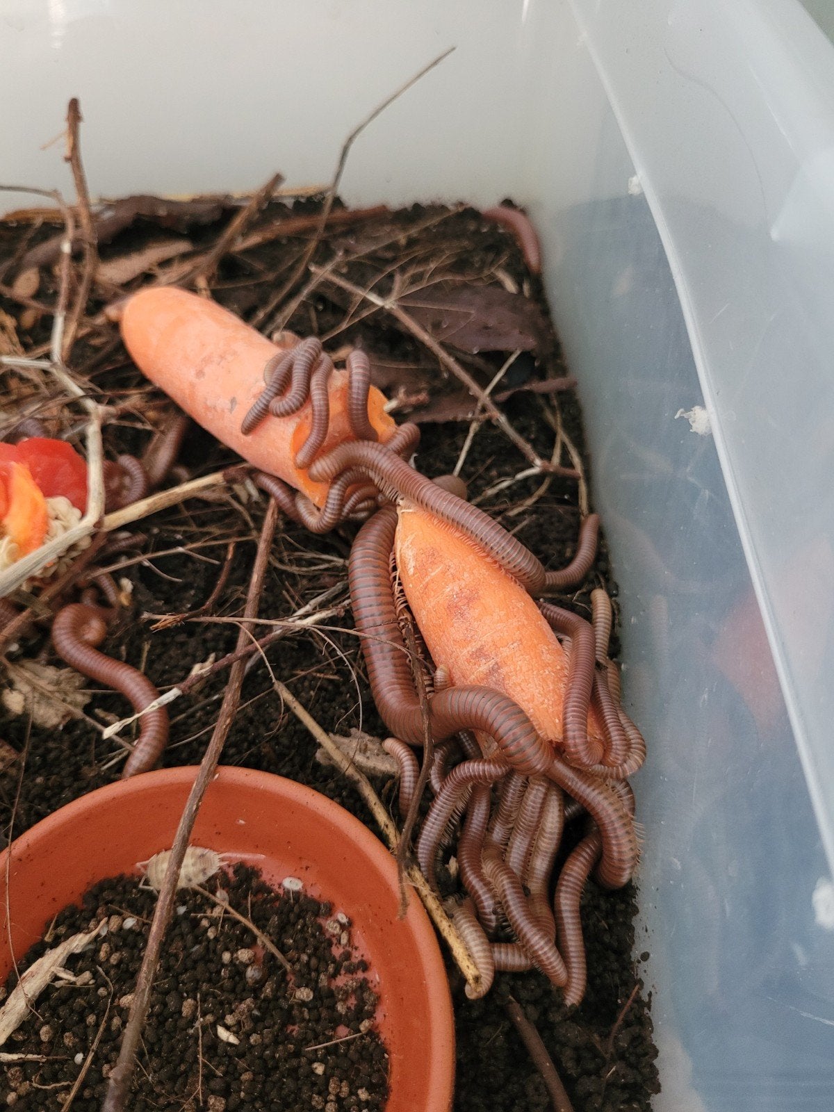 Spirostreptus sp1 - miljoenpoten, Dieren en Toebehoren, Overige soorten