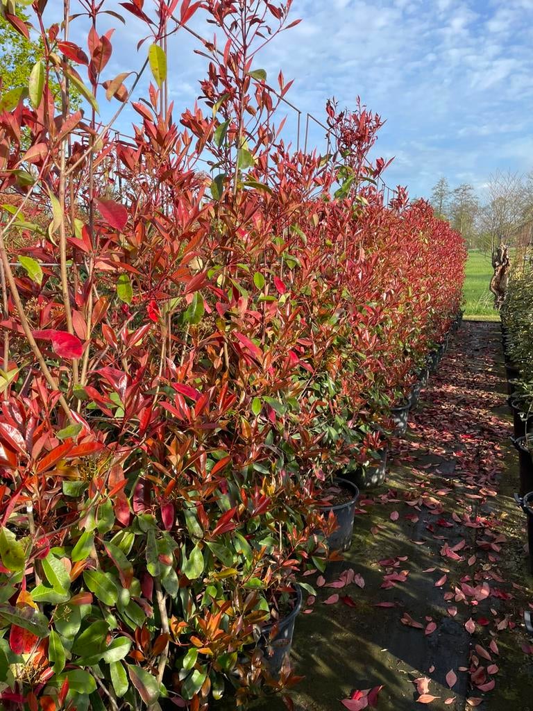 Photinia Red Robin glansmispel haagelement 180 cm nu eur 125, Ophalen, Overige soorten, 100 tot 250 cm