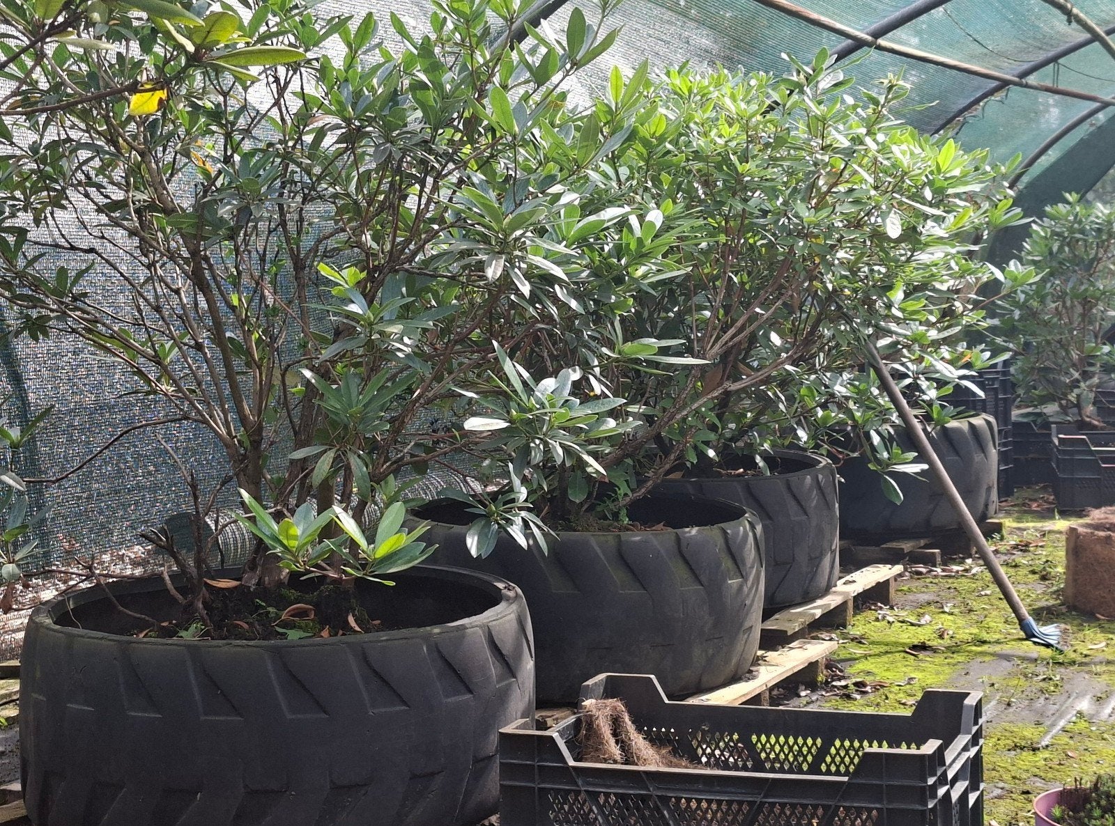 Grote Rhododendron Ponticum - 80cm Hoogte en Breedte, Vaste plant, Halfschaduw, Lente, Ophalen
