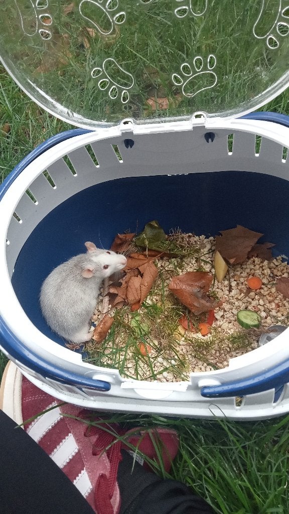Mouses in Monnickendam, Amsterdam, Dieren en Toebehoren, September, Meerdere dieren, Cavia