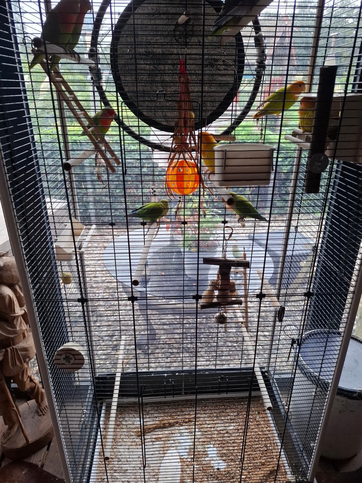 agapornissen en grasparkieten, Meerdere dieren, Dwergpapegaai of Agapornis