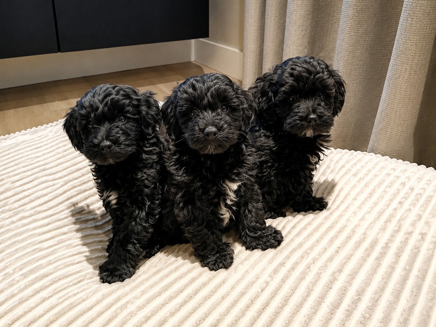 Prachtige klein blijvende Toy/Maltipoo pups met garantie!, Dieren en Toebehoren, Honden | Chihuahua's en Gezelschapshonden, Poedel