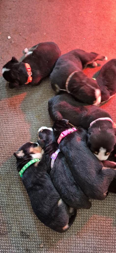 Grote Zwitserse Sennenhond pups, 8 tot 15 weken, Meerdere, Meerdere dieren, Nederland