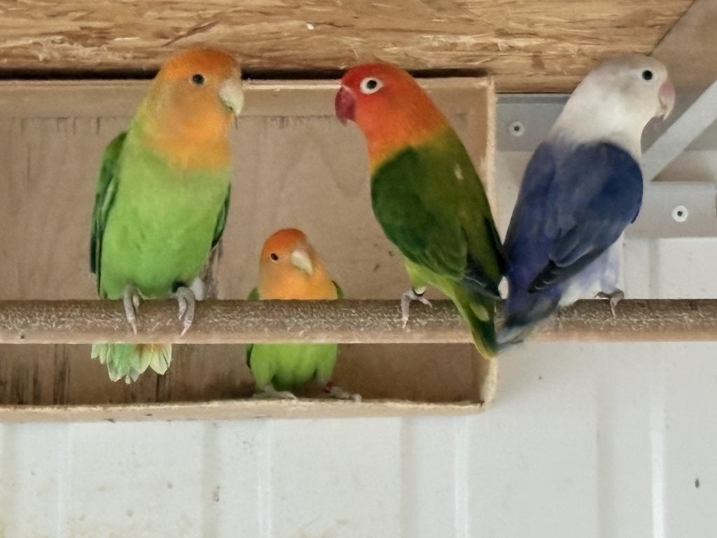 Agaponides, Dieren en Toebehoren, Meerdere dieren, Dwergpapegaai of Agapornis