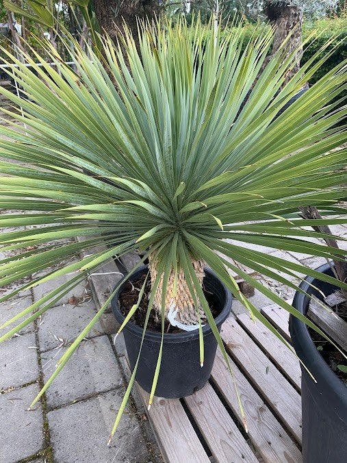 Yucca Rostrata, Volle zon, Vaste plant, Zomer, Ophalen