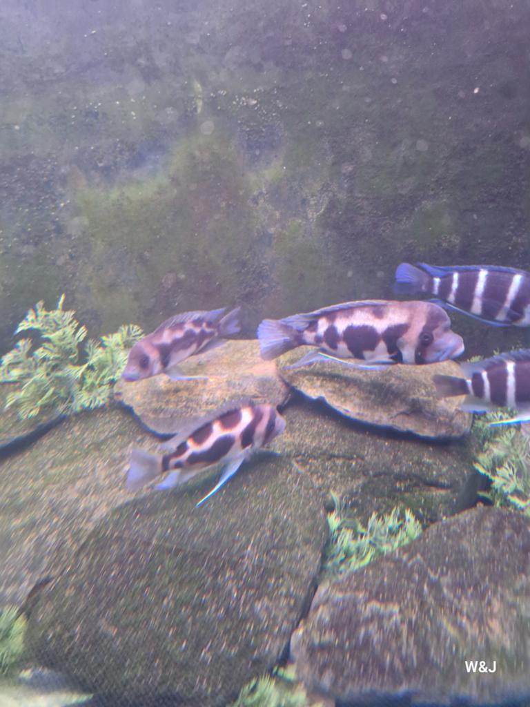 Frontosa black widow 9stuks, Dieren en Toebehoren, Vissen | Aquariumvissen