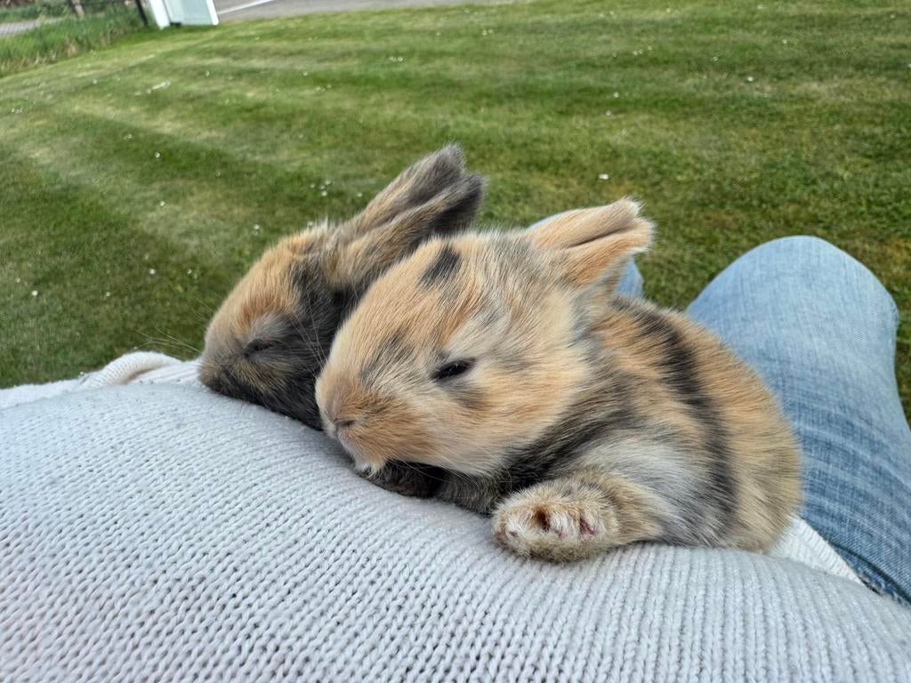 Baby konijntjes, Dieren en Toebehoren, Konijnen, Meerdere dieren, Middelgroot, 0 tot 2 jaar