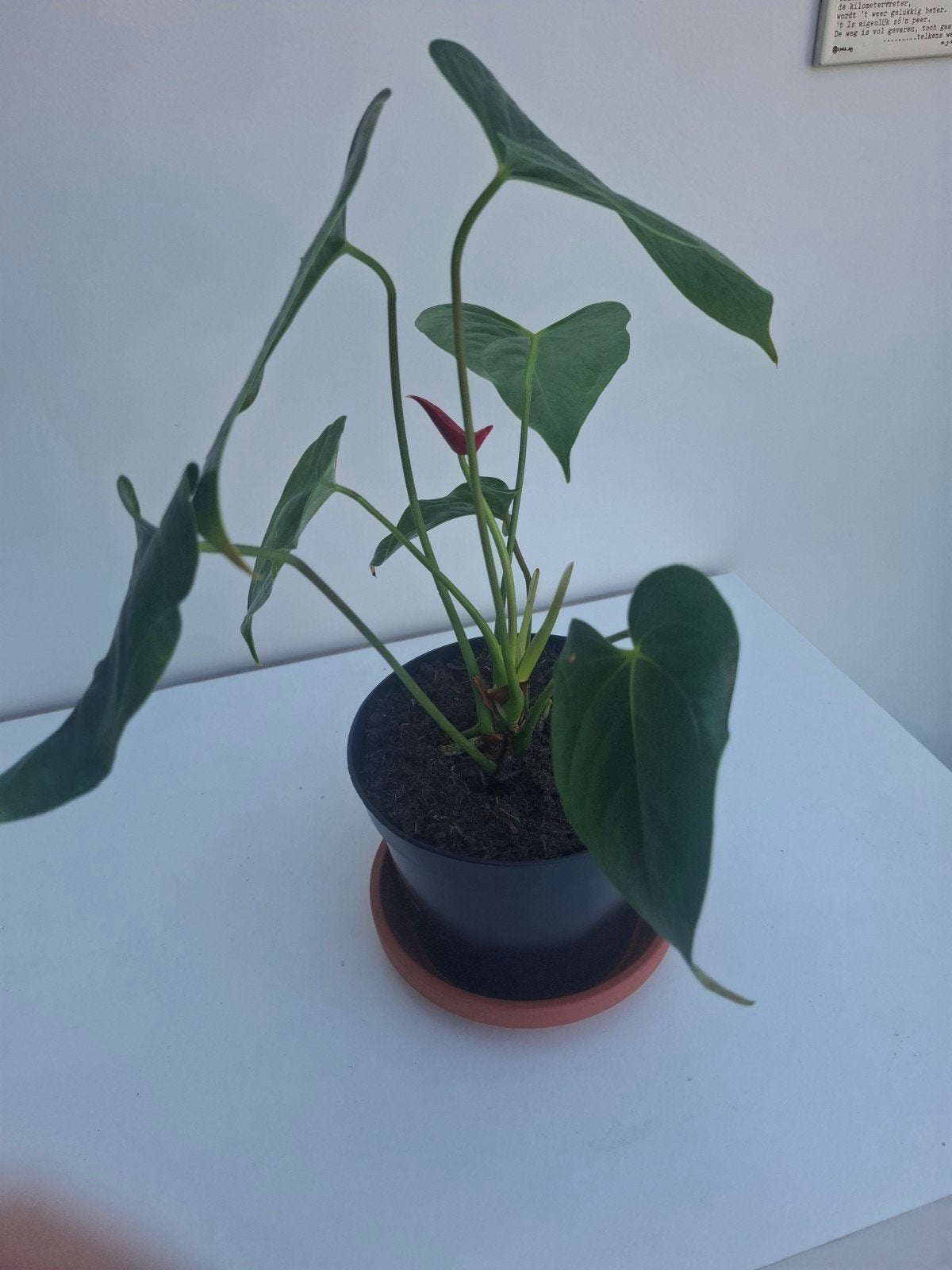 Anthurium met rode bloem, Ophalen, Halfschaduw, Minder dan 100 cm