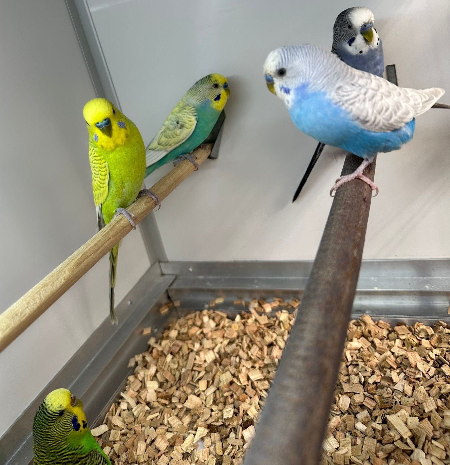 verschillende soorten kromsnavels, kanaries en tropen, Dieren en Toebehoren, Vogels | Parkieten en Papegaaien, Meerdere dieren